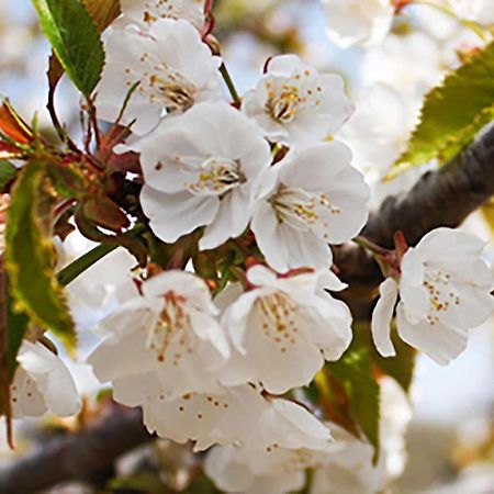 Aroma De Primavera En Casas Rurales Acebuche Casas del Monte 外观 照片