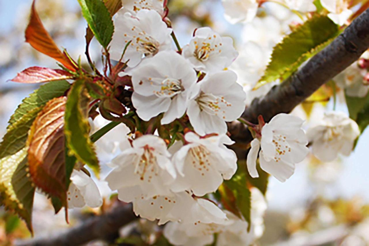 Aroma De Primavera En Casas Rurales Acebuche Casas del Monte 外观 照片