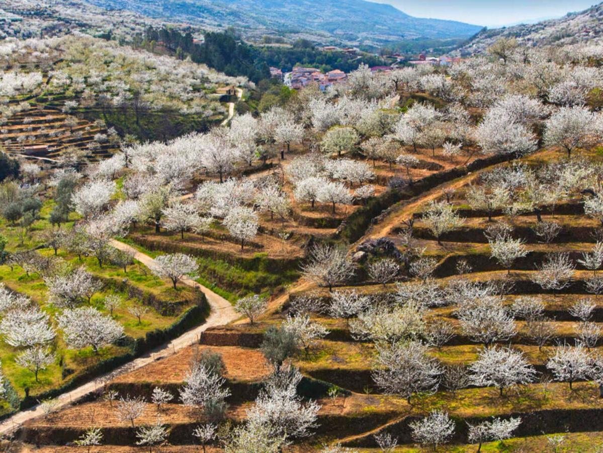 Aroma De Primavera En Casas Rurales Acebuche Casas del Monte 外观 照片